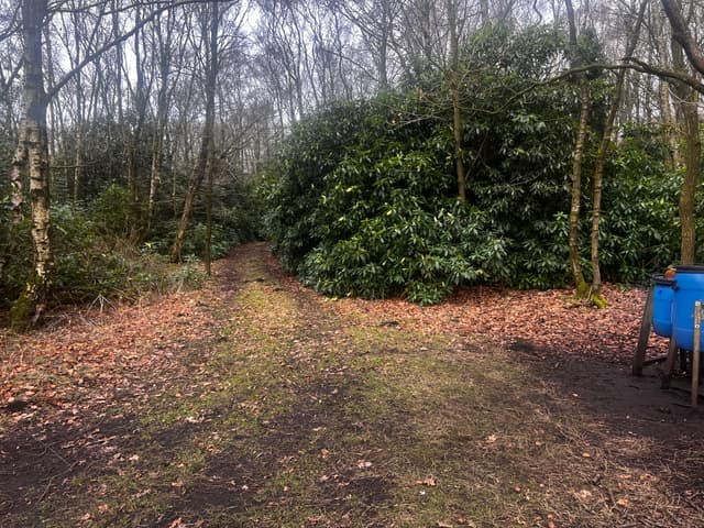 Rhododendron Clearance: Protect Woodland Regeneration