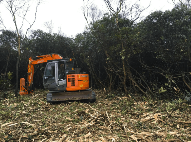 Rhododendron Clearance Yorkshire