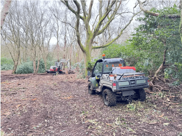 rhododendron clearance near me