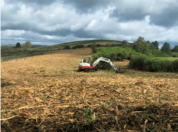 rhododendron clearance county durham