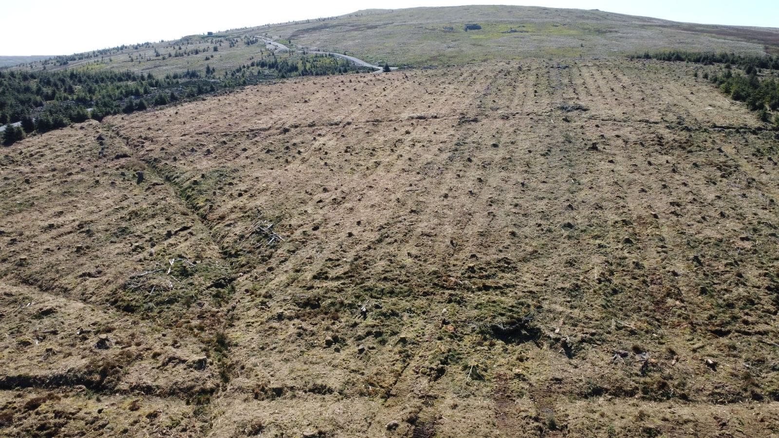 blea moor peatland restoration