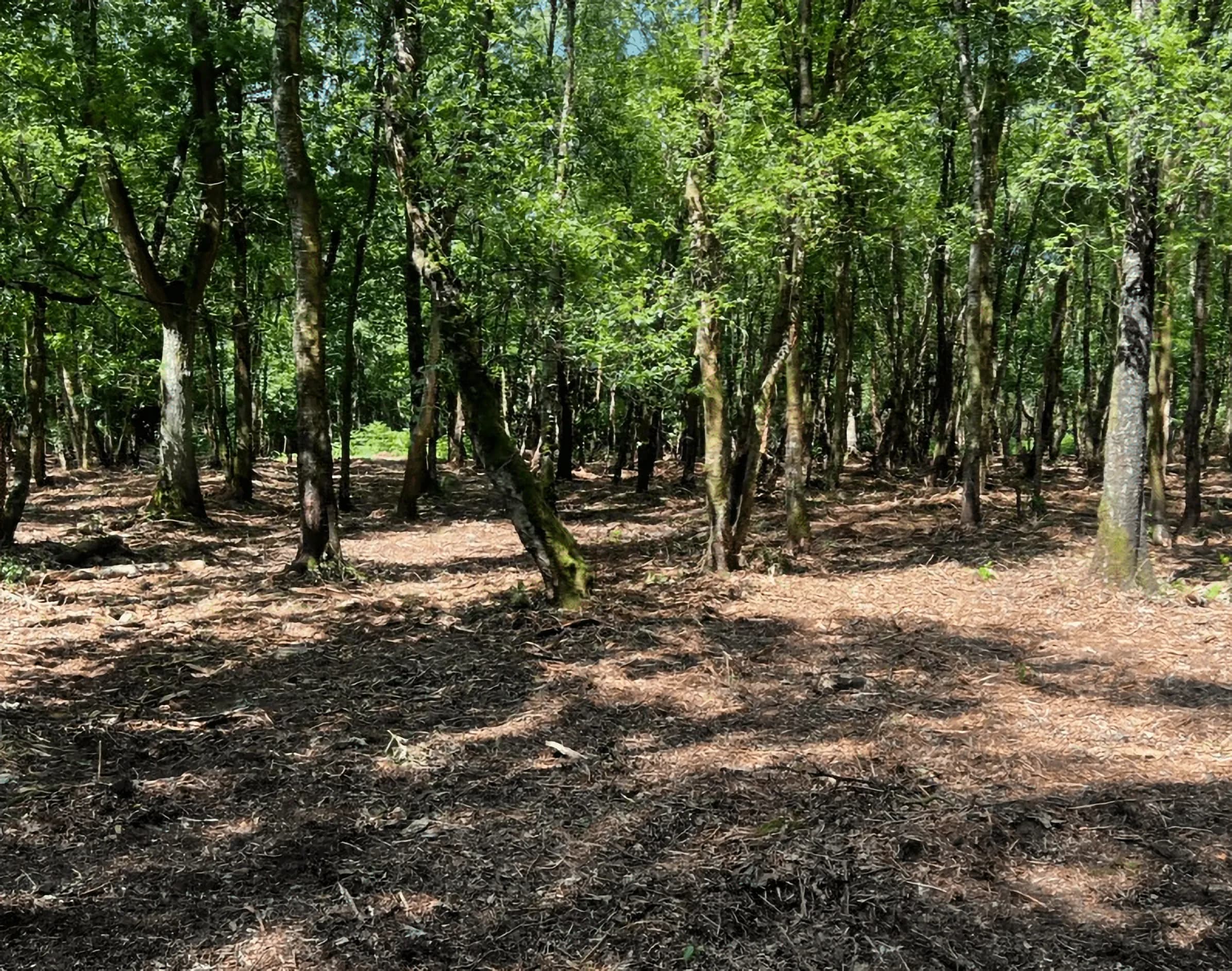 After: cleared woodland