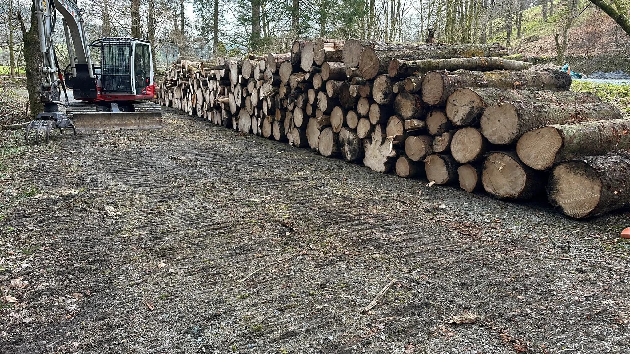Tree trunks and branches collected during the project