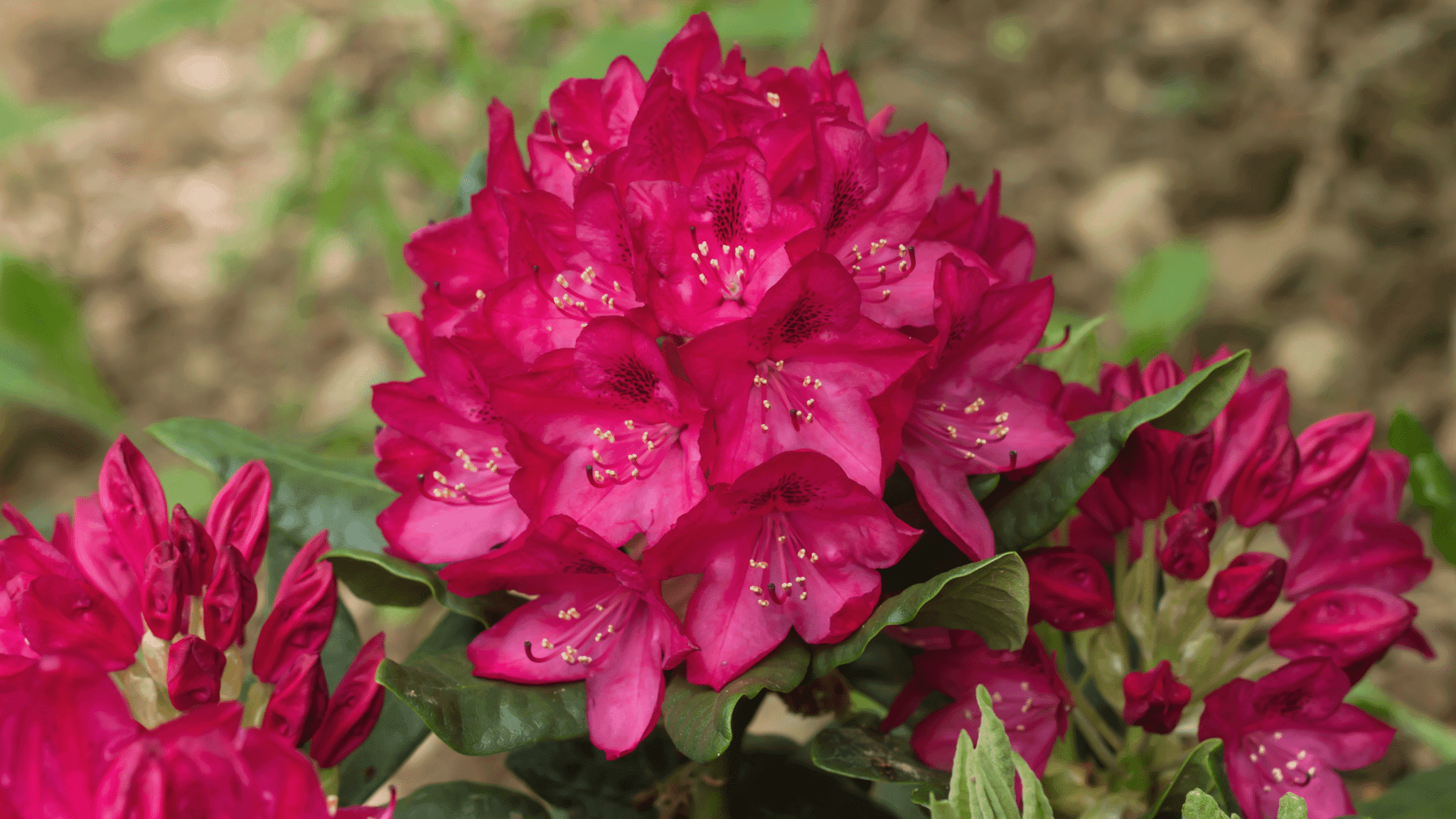 Low Impact Rhododendron Removal and Woodland Management on Private Estates