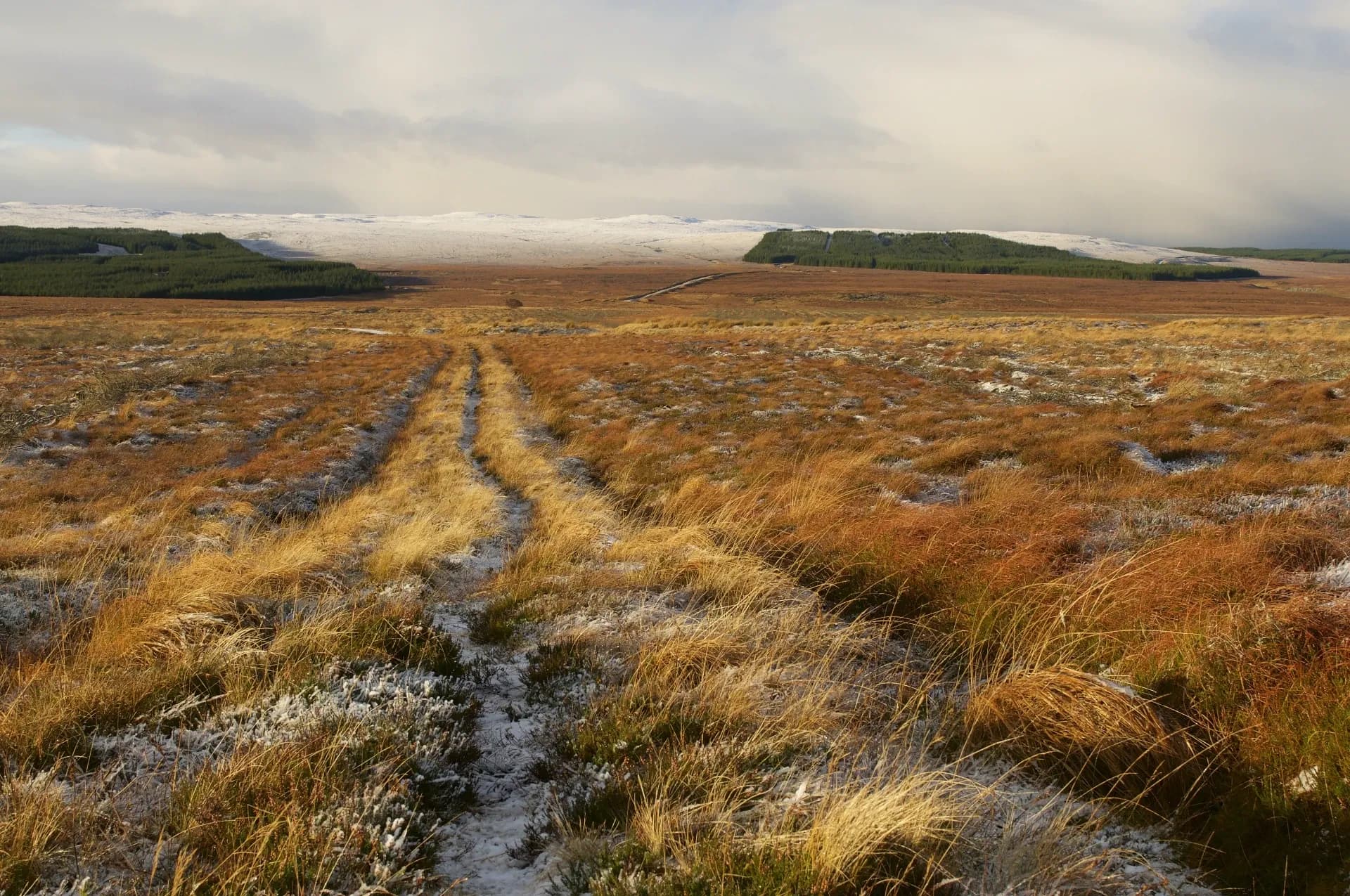 Peatland