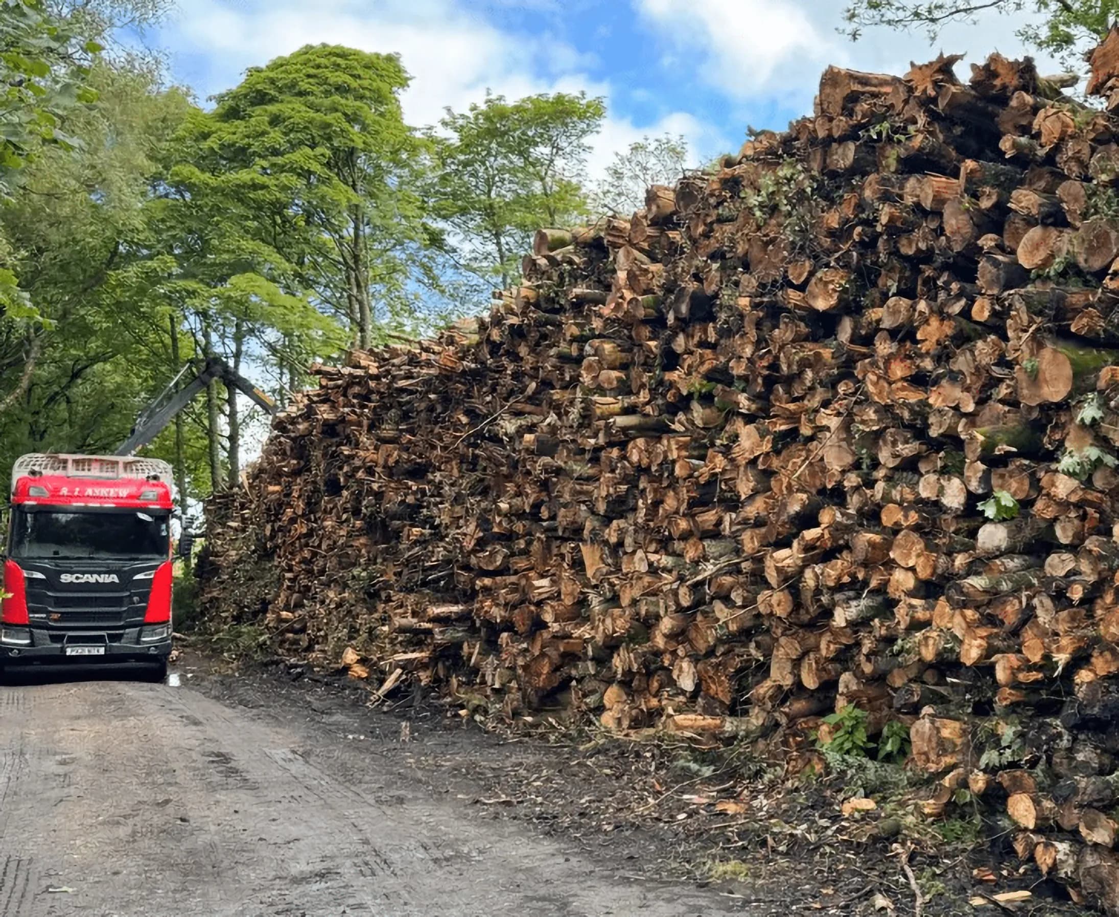 Timber collected during the project