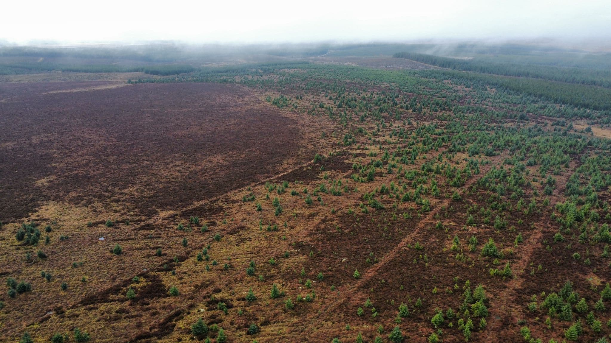 Mire Restoration - before