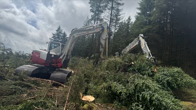 Whole Tree Biomass Recovery (Blea Moor, The Yorkshire Dales National Park - Phase 2)