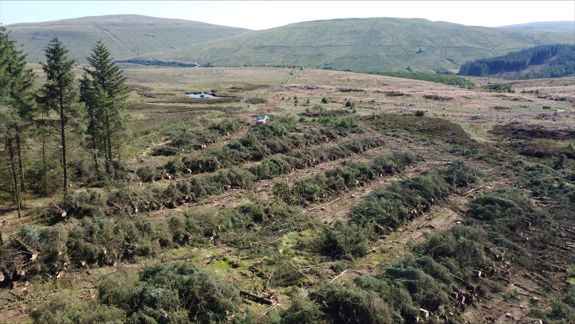 whole tree biomass recovery