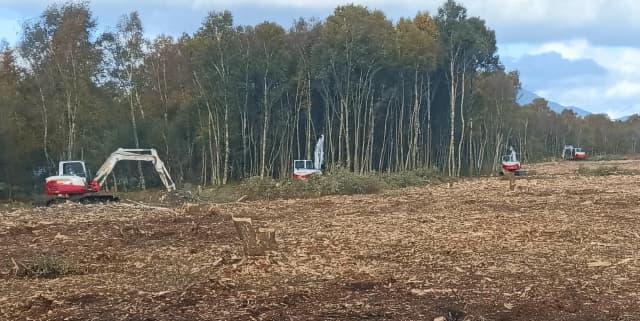 Rhododendron Control in Woodlands: Methods, Risks and Best Practice